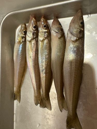 シロギスの釣果