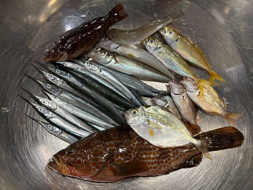 シロギスの釣果