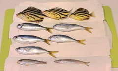 カゴカキダイの釣果