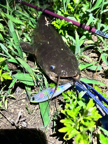 ナマズの釣果