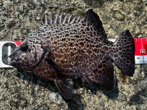 イシガキダイの釣果