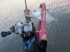 メッキの釣果