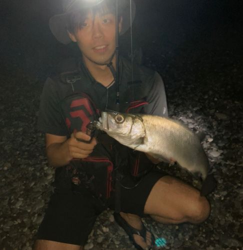 ヒラスズキの釣果