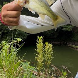 ラージマウスバス