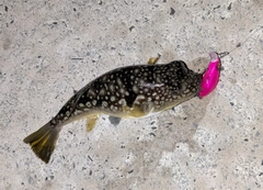 フグの釣果