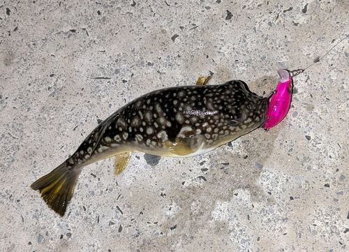 フグの釣果