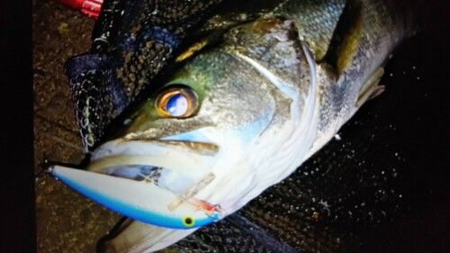 シーバスの釣果