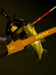 セイゴ（マルスズキ）の釣果