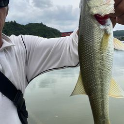 ラージマウスバス