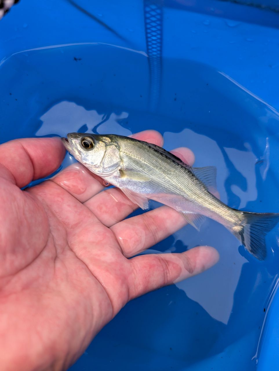 セイゴ（マルスズキ）