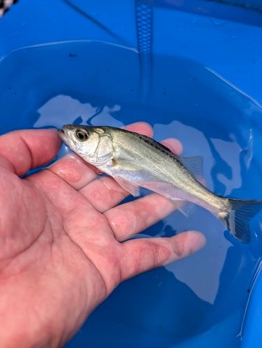 セイゴ（マルスズキ）の釣果