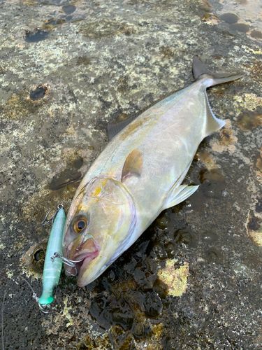 ショゴの釣果