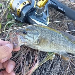 スモールマウスバス