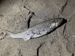 ボラの釣果