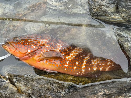 キジハタの釣果