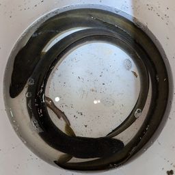 ニホンウナギ