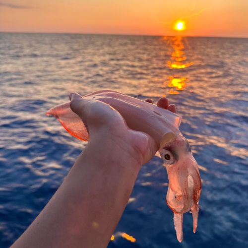 ケンサキイカの釣果