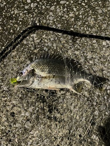 キビレの釣果