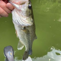 ラージマウスバス