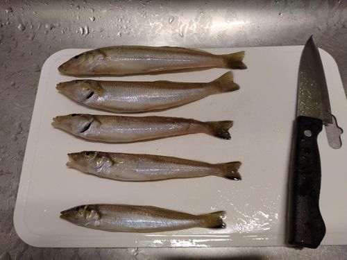 キスの釣果