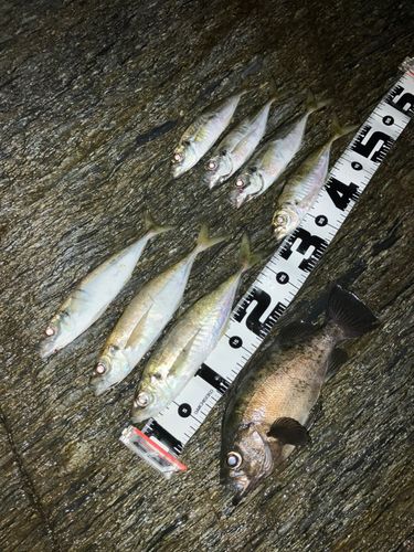 アジの釣果