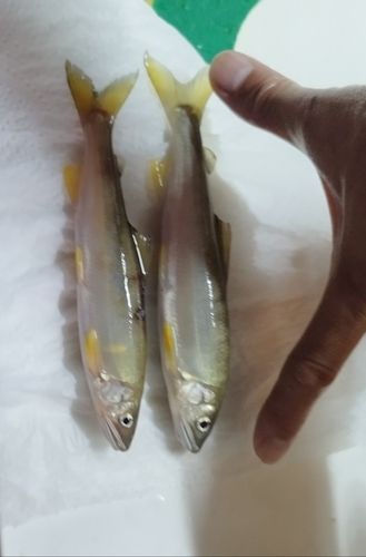 アユの釣果