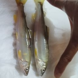 アユ