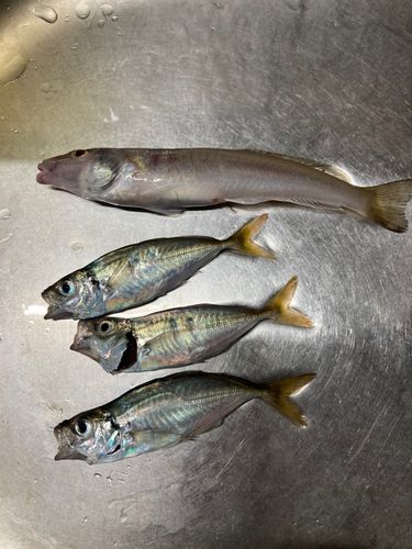 アジの釣果