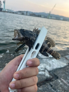 タケノコメバルの釣果