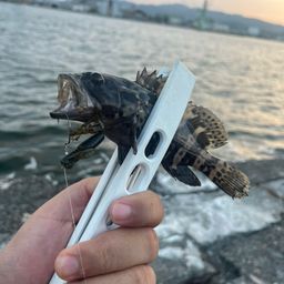 タケノコメバル