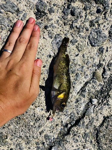 エゾメバルの釣果