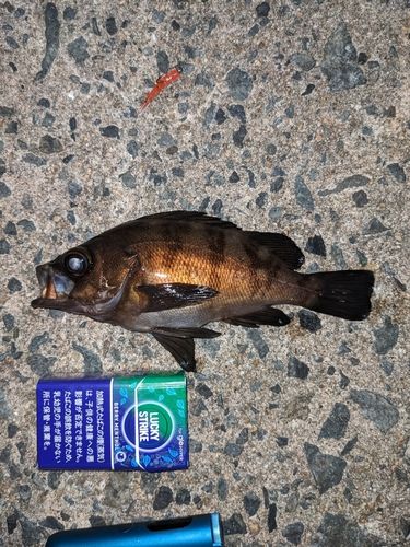 メバルの釣果