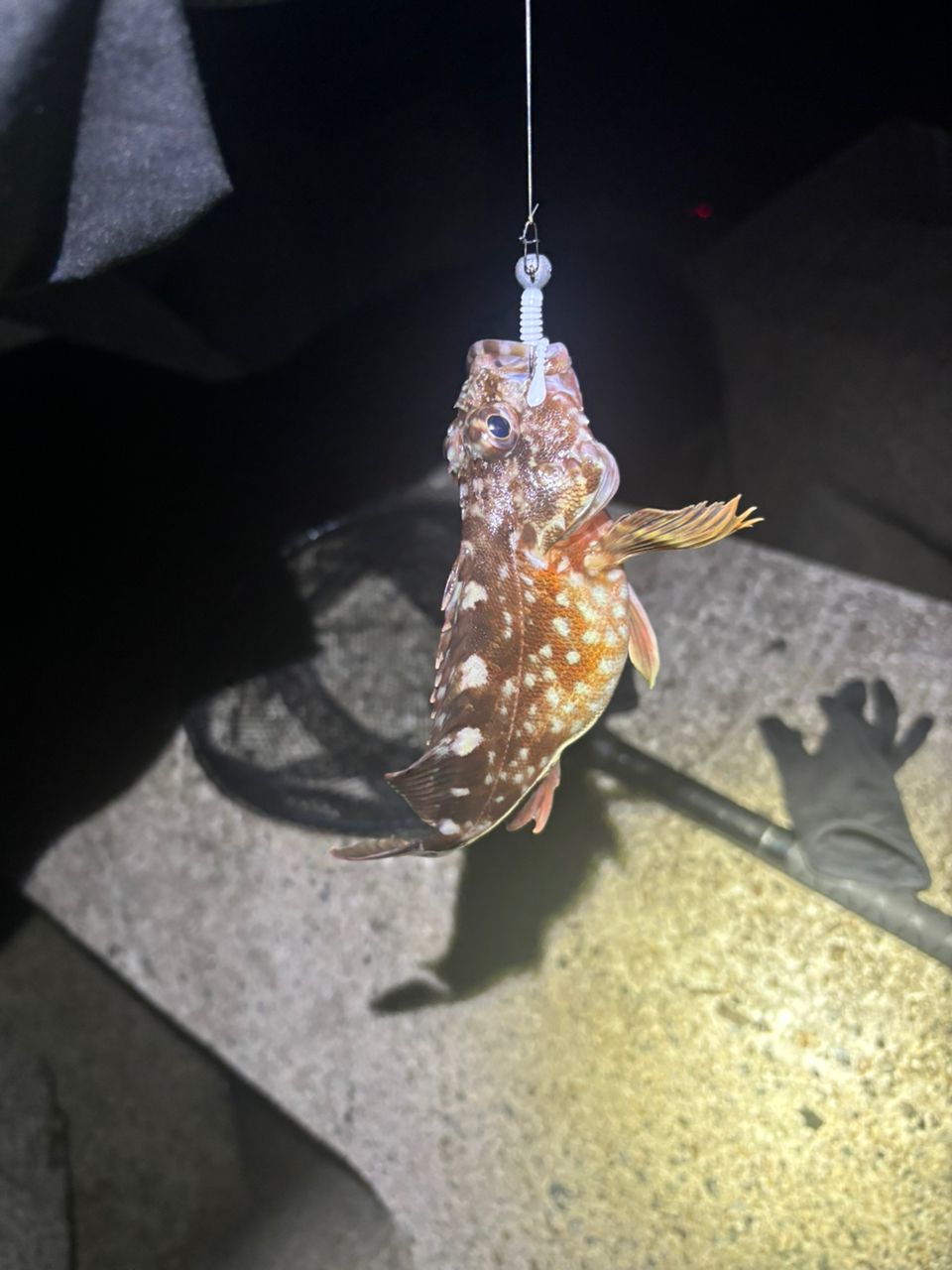 カサゴ