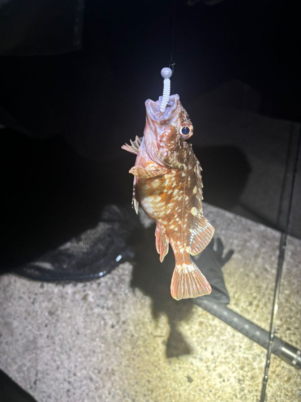 カサゴ