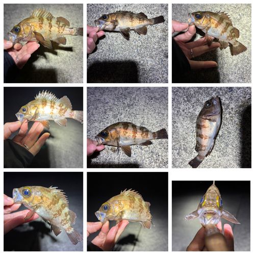メバルの釣果
