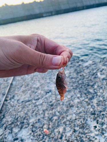 ハゼの釣果