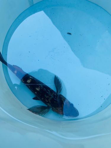 函館湾で釣れたエゾメバルの釣り・釣果情報 - アングラーズ