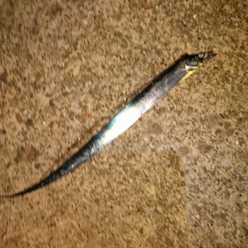 タチウオの釣果