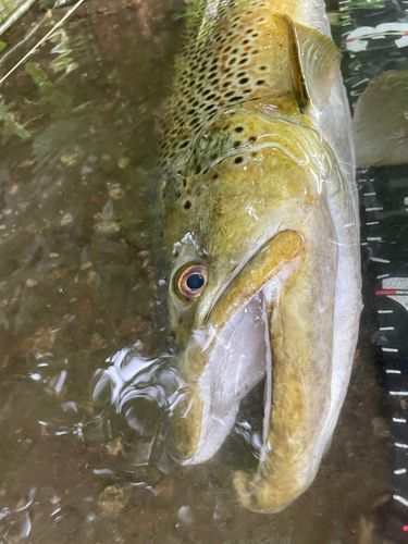ブラウントラウトの釣果