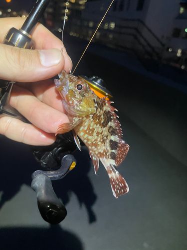 カサゴの釣果