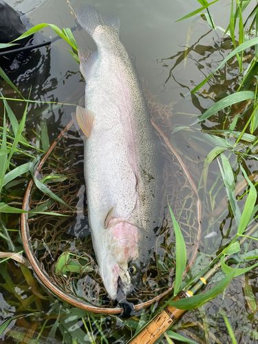 ニジマスの釣果
