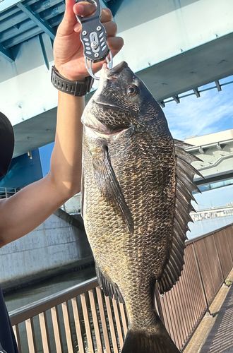 クロダイの釣果