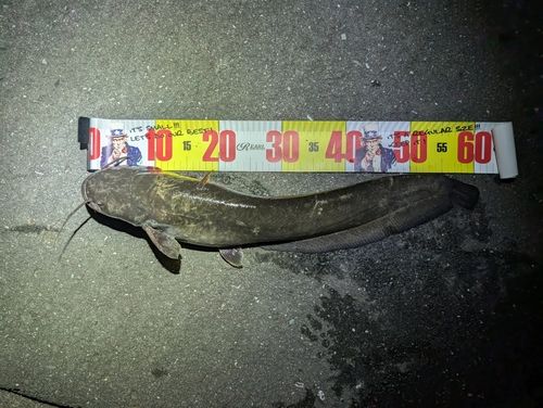 ナマズの釣果