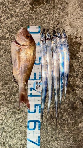タチウオの釣果