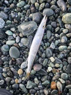カマスの釣果