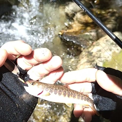イワナの釣果