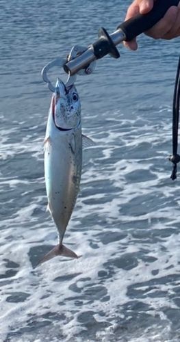 ソウダガツオの釣果