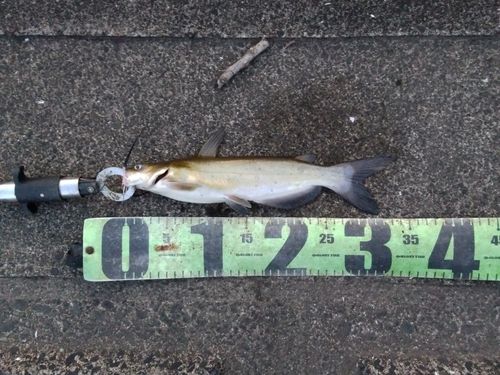 アメリカナマズの釣果