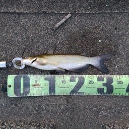 アメリカナマズ