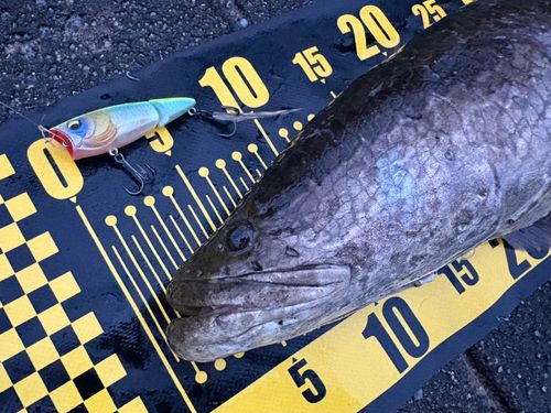 ライギョの釣果